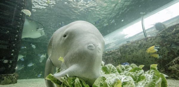 Image: courtesy Sea Life Sydney Aquarium