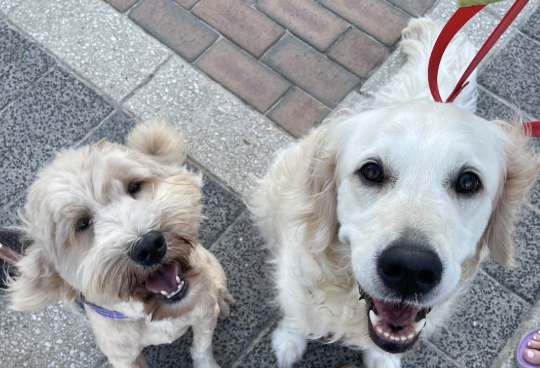 Two happy dogs, one light tan and one golden, sit on a paved pavement looking up at the camera with their mouths open, as if smiling. Both wear collars and leads.