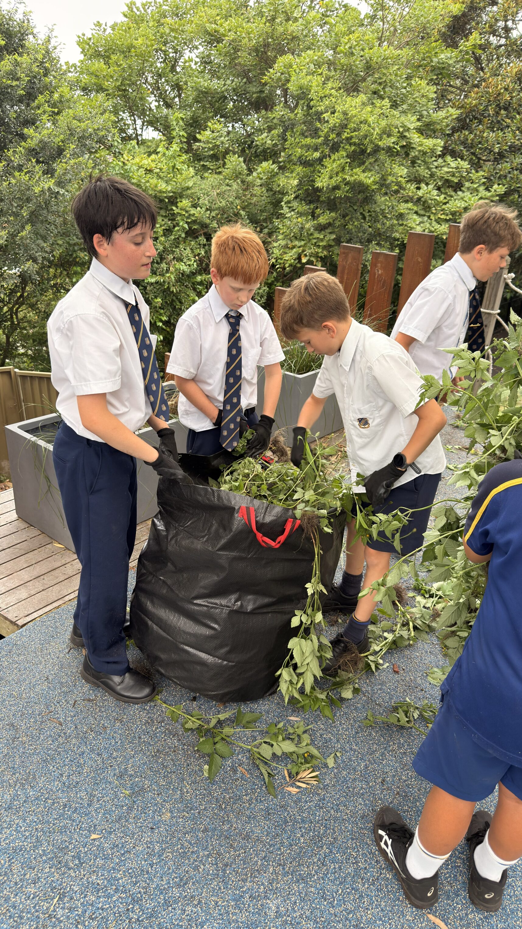 Four boys in school uniforms and ties are collecting branches and green leaves into a large black bin bag outdoors, surrounded by trees and greenery.